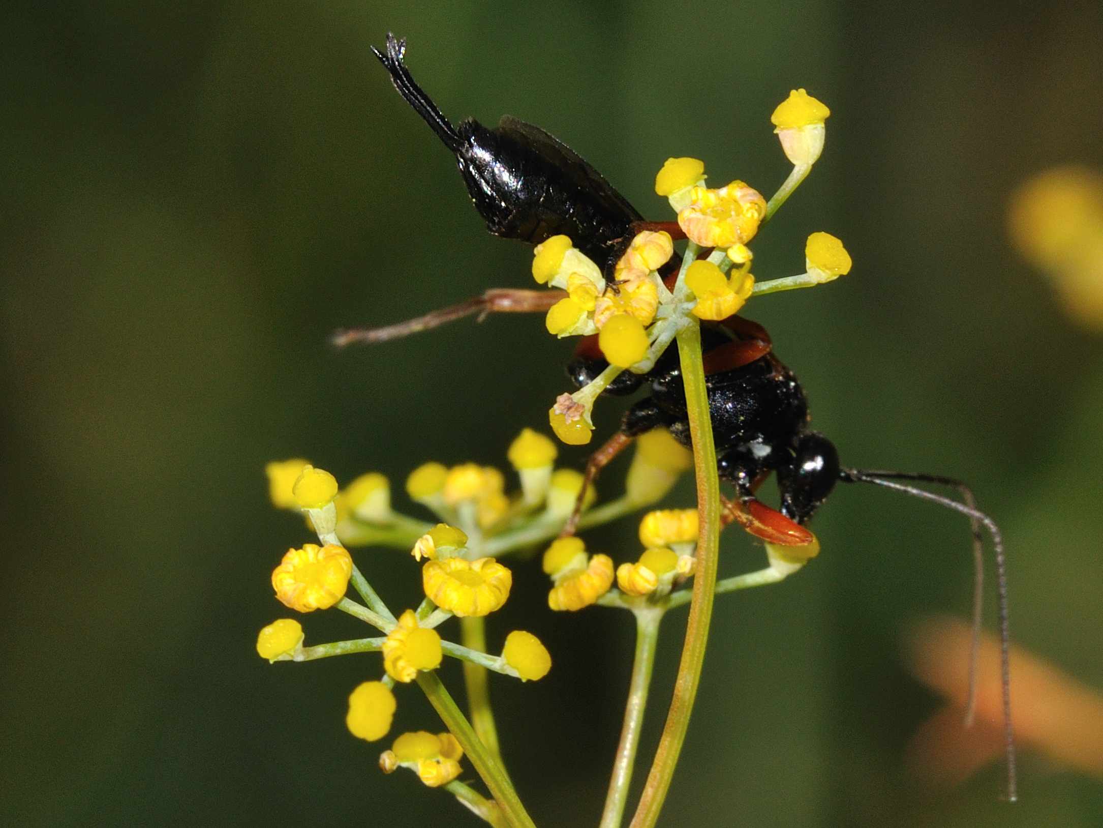 Ichneumonide nero con zampe rosse: Pimpla rufipes